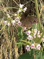 Cercyonis oetus