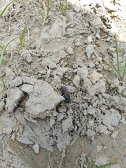 Tachysphex nigerrimus