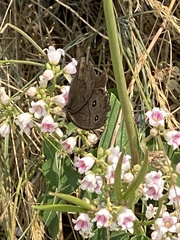 Cercyonis oetus
