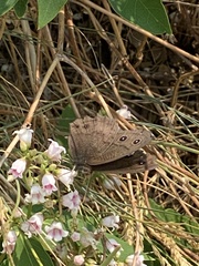 Cercyonis oetus