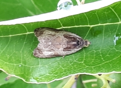 Olethreutes connectum