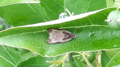Olethreutes connectum