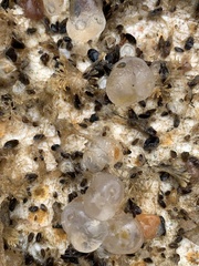 Polycitoridae