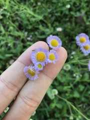 Erigeron quercifolius