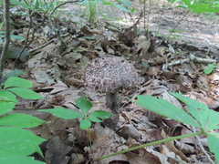 Strobilomyces confusus