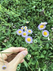 Erigeron quercifolius
