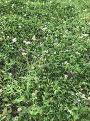 Erigeron quercifolius
