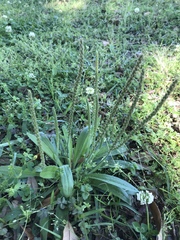 Plantago virginica