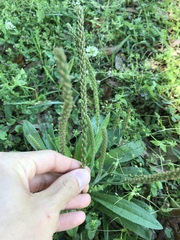 Plantago virginica