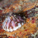 Tortoiseshell Limpet - Photo (c) Poul Erik Rasmussen, some rights reserved (CC BY-NC), uploaded by Poul Erik Rasmussen