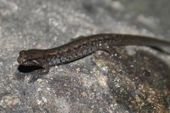 Desmognathus planiceps