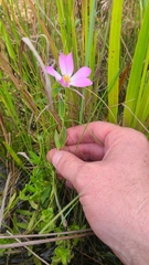 Sabatia dodecandra foliosa