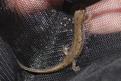 Desmognathus planiceps