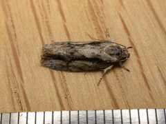 Agriophara leptosemela