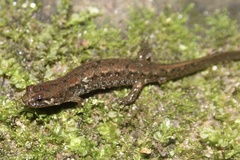 Desmognathus planiceps