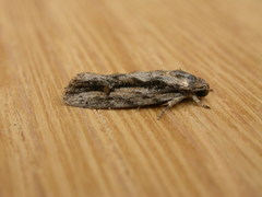 Agriophara leptosemela