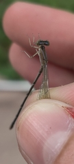 Enallagma basidens