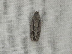 Agriophara leptosemela