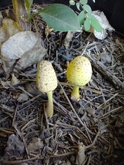 Leucocoprinus birnbaumii