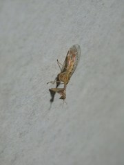 Mantispa styriaca