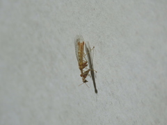 Mantispa styriaca