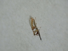 Mantispa styriaca