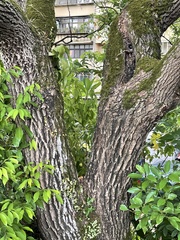 Cinnamomum camphora