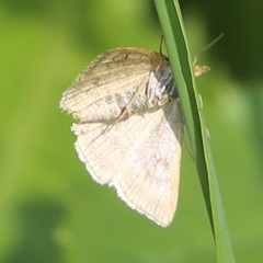 Psammotis pulveralis