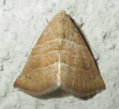 Eublemma baccalix