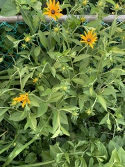 Rudbeckia hirta