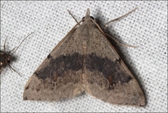 Dichromodes molybdaria