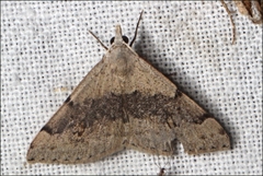 Dichromodes molybdaria