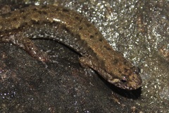 Desmognathus planiceps