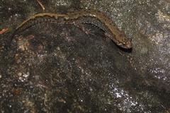 Desmognathus planiceps