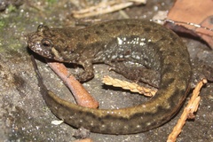Desmognathus planiceps