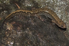 Desmognathus planiceps