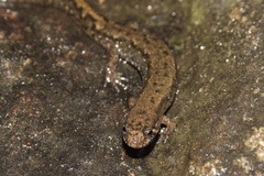 Desmognathus planiceps