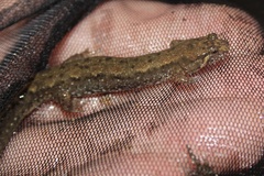 Desmognathus planiceps