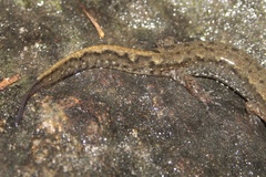 Desmognathus planiceps