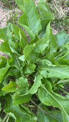Lactuca sativa