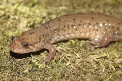 Desmognathus planiceps