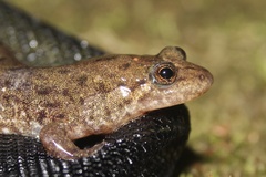 Desmognathus planiceps