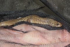 Desmognathus planiceps