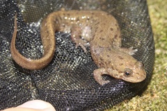 Desmognathus planiceps