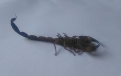 Centruroides flavopictus