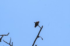 Dicaeum sanguinolentum