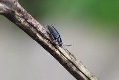 Aulacoscelis candezei