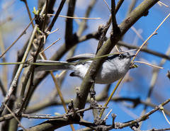 Polioptila nigriceps