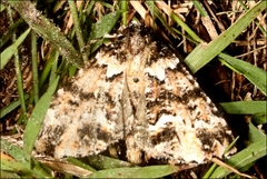 Lophosigna catasticta