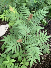 Sorbaria sorbifolia stellipila